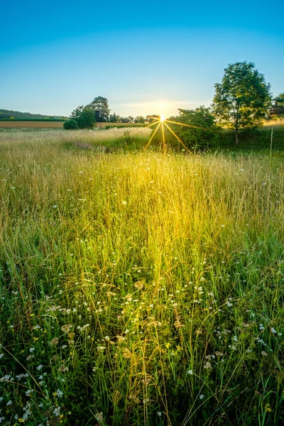 Una Hermosa Vista Del Campo Hierba Brillando Bajo Los Rayos — Foto de Stock