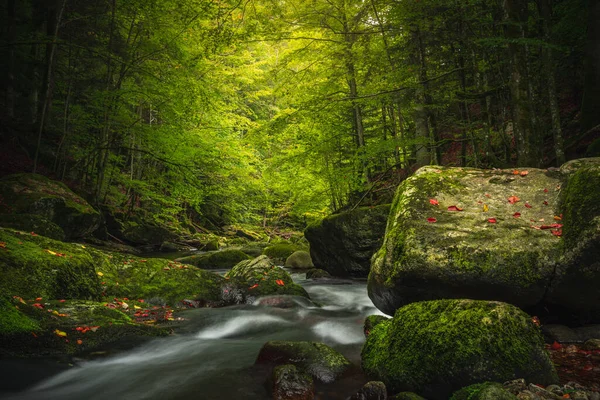 Прекрасний Природний Ландшафт Баварського Лісу Зеленню Річкою Вольфенштейнер Охе Німеччина — стокове фото