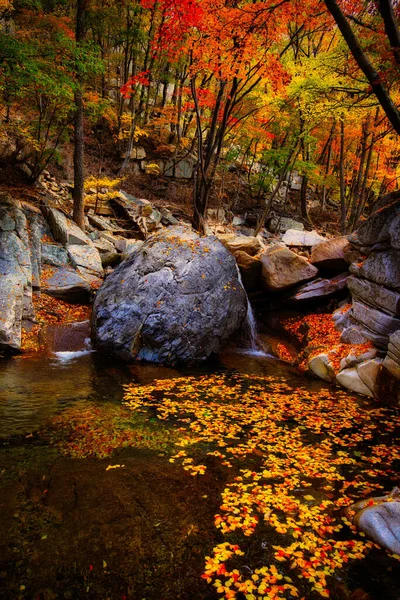 Breathtaking Shot River Forest Full Colorful Leaves Autumn Korea — Stock Photo, Image