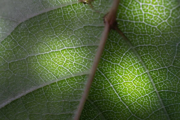 Una Macro Toma Una Hoja Verde — Foto de Stock