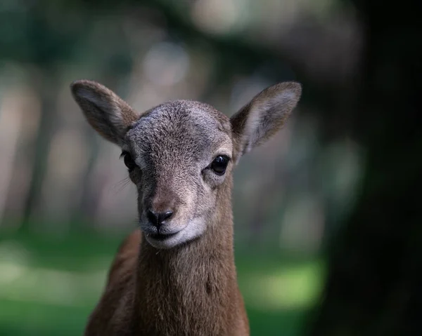 Nahaufnahme Eines Niedlichen Rehs Das Irgendwo Der Natur Die Kamera — Stockfoto