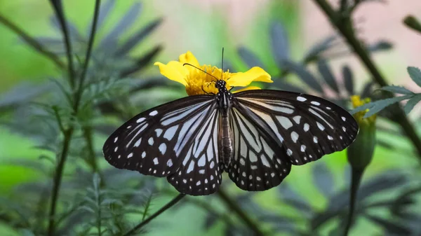 Vacker Mörkblå Tigerfjäril Blommande Blomma — Stockfoto