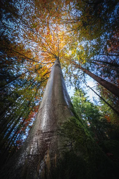 Hermoso Paisaje Otoñal Los Bosques Bávaros Con Árboles Con Hojas — Foto de Stock