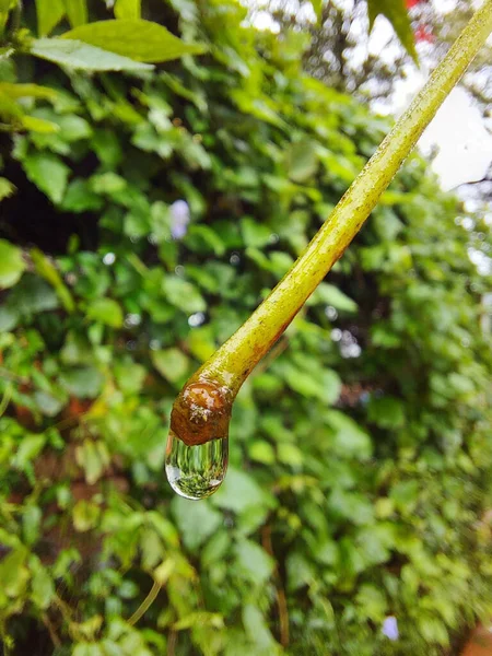 Foglia Verde Con Goccia Acqua Foglia Verde Con Fondo Bianco — Foto Stock