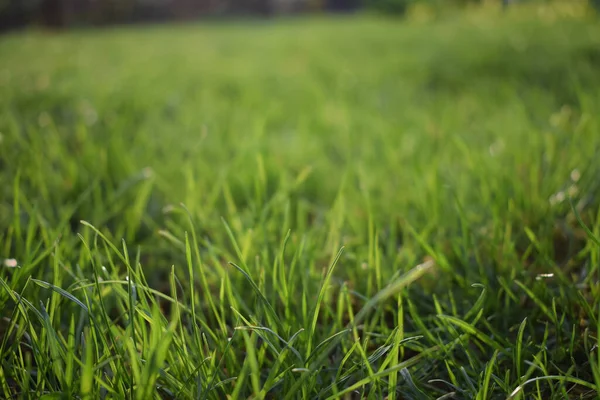 Неглибокий Фокус Свіжого Зеленого Лугу — стокове фото