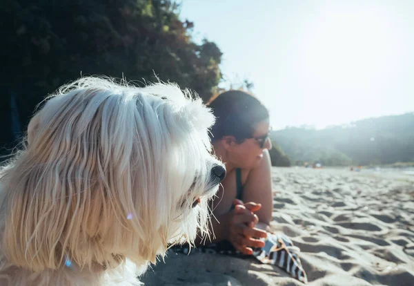 この写真は 海に目を向けているビーチにいるマルタの二トン犬の側のクローズアップを示しています — ストック写真