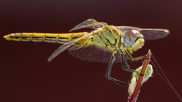 Gelbe Libelle Anisoptera Dunkler Hintergrund Aufgenommen Auf Lesbos Griechenland — Stockfoto