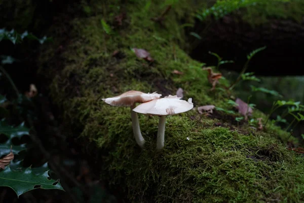 Een Close Shot Van Twee Witte Pluteus Paddestoelen — Stockfoto