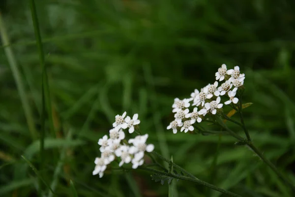 Beyaz Yarrow Çiçeklerinden Seçici Bir Odak Noktası Çimlerin Üzerinde — Stok fotoğraf