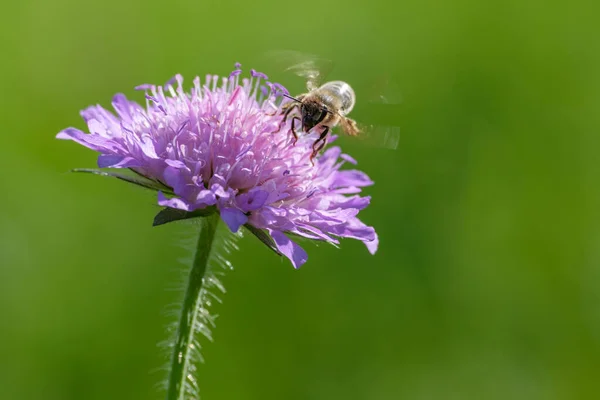 Селективный Фокус Пчелы Опыляющей Цветущем Фиолетовом Цветке Скабиоса — стоковое фото