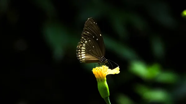 Uma Bela Borboleta Escura Com Asas Pretas Uma Flor — Fotografia de Stock