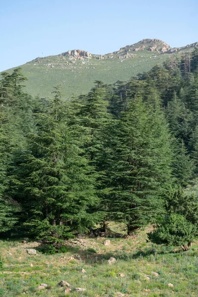 Szenische Aussicht Vom Chelia Nationalpark Atlas Zedernwald Cedrus Atlantica Mount — Stockfoto