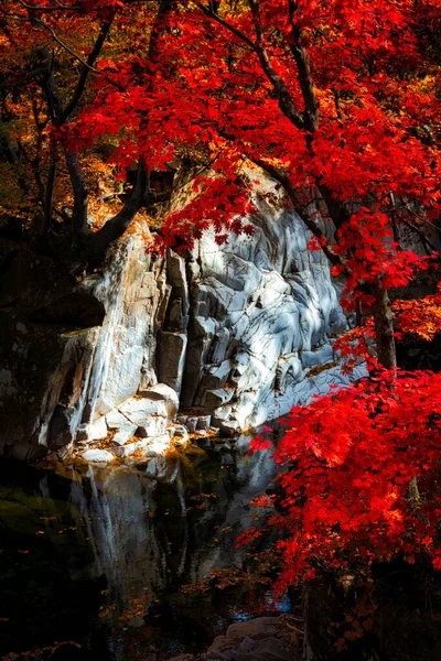 Hisnande Bild Skog Full Färgglada Blad Hösten Korea — Stockfoto