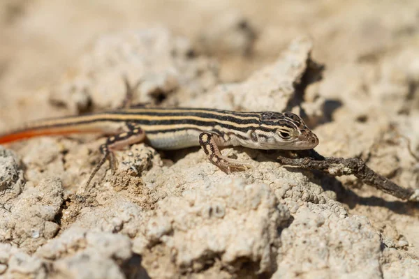 Selektivní Záběr Ještěrky Ostnatýma Nohama Sedící Skalnaté Zemi Poušti — Stock fotografie