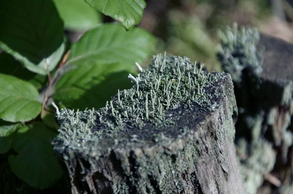 Tree Stump Covered Lichen — Stock Photo, Image