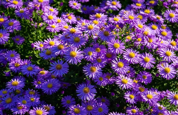 Belo Tiro Flores Nova Inglaterra Aster Jardim — Fotografia de Stock