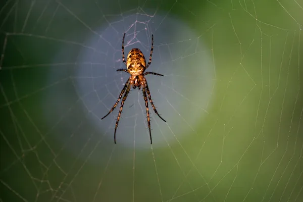 Selektiv Fokusbild Spindel Sin Naturliga Miljö — Stockfoto