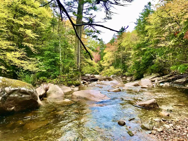 秋の森の中の川の美しいショット — ストック写真