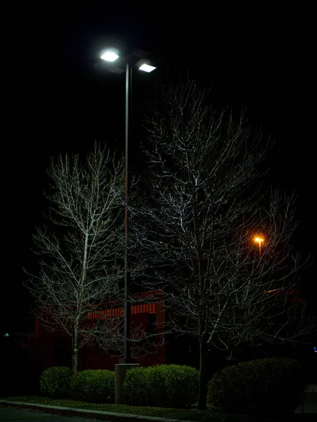 Вечірній Вид Дві Голі Дерева Під Світлом Лампи Узбіччі — стокове фото
