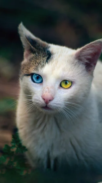 Tiro Vertical Gato Bonito Angorá Turco Com Olhos Coloridos — Fotografia de Stock