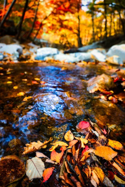 Zapierające Dech Piersiach Ujęcie Lasu Pełnego Kolorowych Liści Jesienią Korei — Zdjęcie stockowe