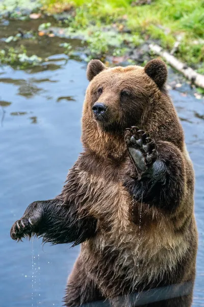 Tiro Vertical Urso Marrom Suas Pernas Traseiras Uma Lagoa — Fotografia de Stock