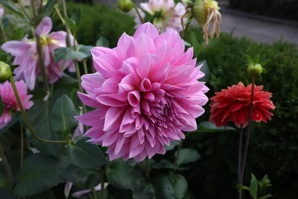 Zbliżenie Ujęcia Kwiatów Dahlii Rosnących Zewnątrz — Zdjęcie stockowe