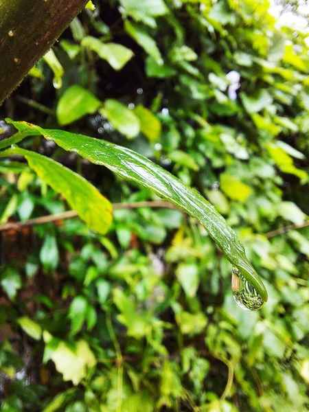 Folha Verde Com Gota Água Folha Verde Com Fundo Preto — Fotografia de Stock