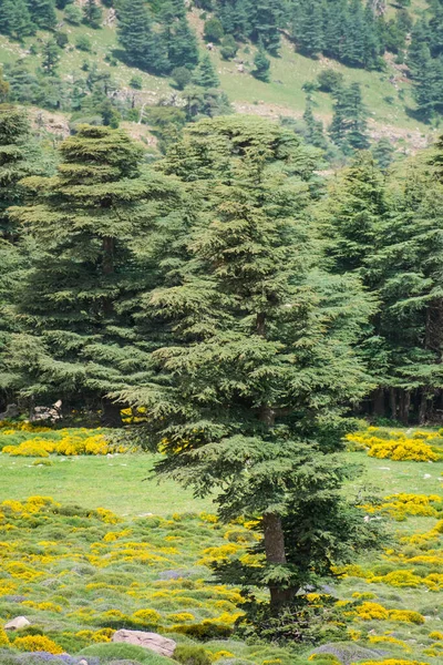 チェリア国立公園からの景色 アルジェリアのオーレス山脈のチェリア山のアトラス杉の森 セドルス アトランティカ — ストック写真