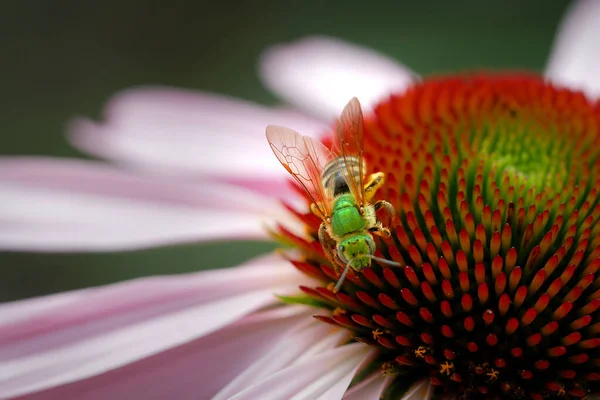 Közelkép Echinacea Purpurea Keleti Lila Tűlevelű Méh Egy Méh — Stock Fotó