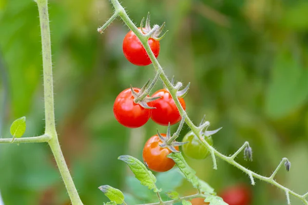 Närbild Mogna Tomater Trädgården — Stockfoto