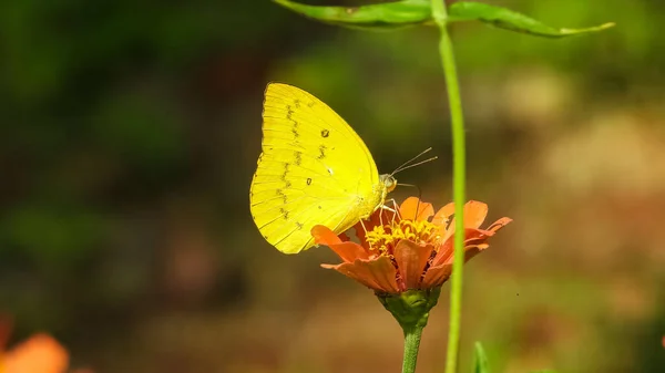 Tiro Close Colias Erate Borboleta Uma Flor Laranja Inferior — Fotografia de Stock