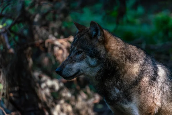 Een Close Shot Van Een Prachtige Wolf Een Bos — Stockfoto