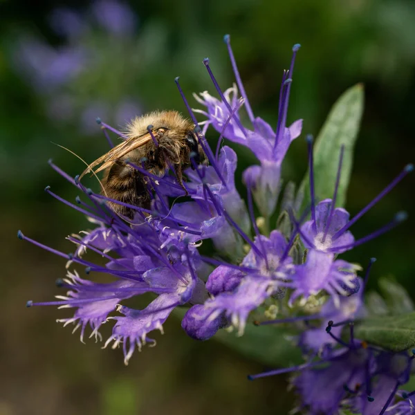 一只蜜蜂坐在紫色的花朵上晒太阳的宏观照片 — 图库照片