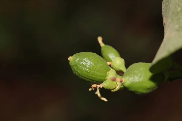 Close Frutas Limão — Fotografia de Stock