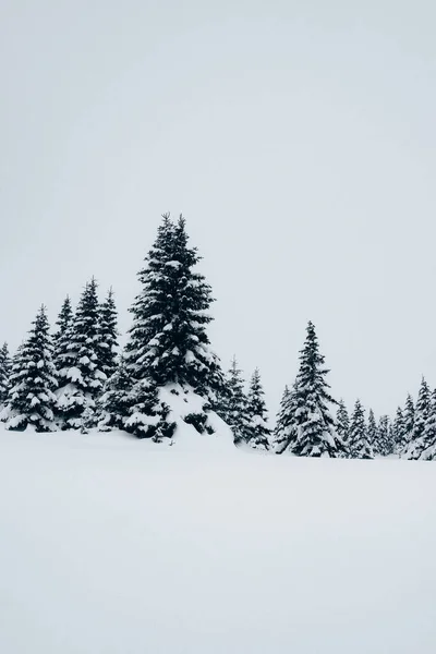 Tiro Vertical Uma Bela Paisagem Inverno Com Abetos Cobertos Neve — Fotografia de Stock