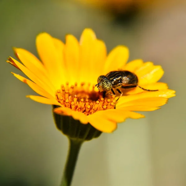 Detailní Záběr Hmyzu Žlutý Květ — Stock fotografie