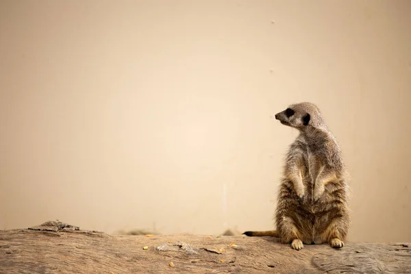 Suricate Debout Près Mur Zoo — Photo