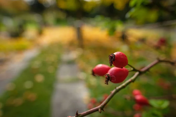Ağaç Dalındaki Olgun Kırmızı Gül Ağacı Meyvelerine Yakın Plan Bulanık — Stok fotoğraf