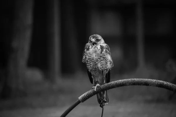 Een Grijsschaal Opname Van Een Gewone Torenvogel Neergestreken Een Metalen — Stockfoto