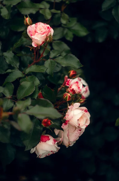 Bahçedeki Çalıların Üzerinde Zarif Güller — Stok fotoğraf