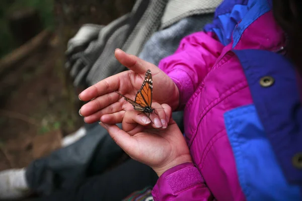 Die Weiblichen Hände Freien Halten Einen Wunderschönen Orangefarbenen Monarchfalter — Stockfoto