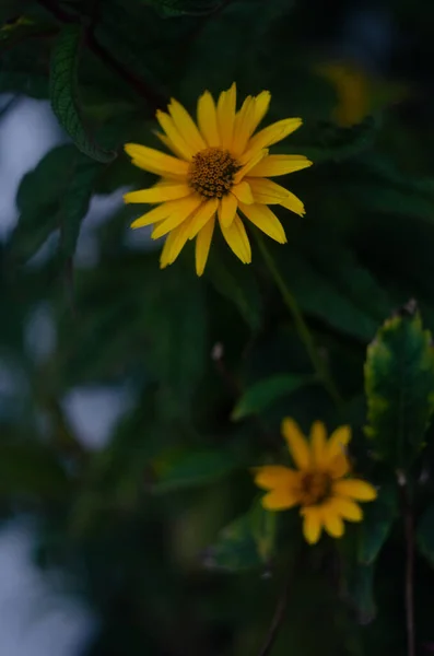 庭でのオキシアイス ヒロイス スカブラ の花の選択的な閉鎖 — ストック写真