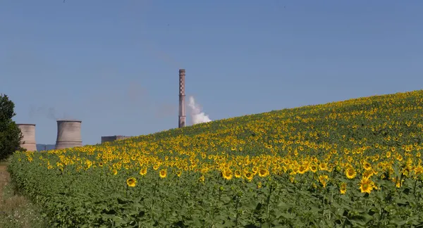 Scenic View Sunflower Field Cooling Towers Background — Stock Photo, Image