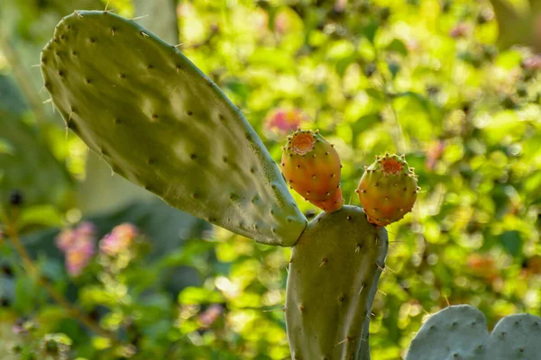 Detailní Záběr Kaktus — Stock fotografie