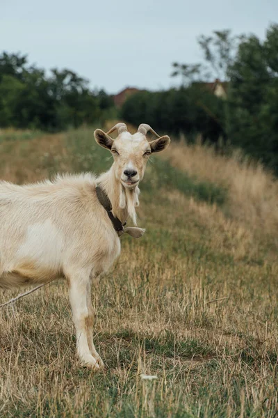 Une Belle Chèvre Blanche Regardant Caméra Attachée Sur Corde Dans — Photo