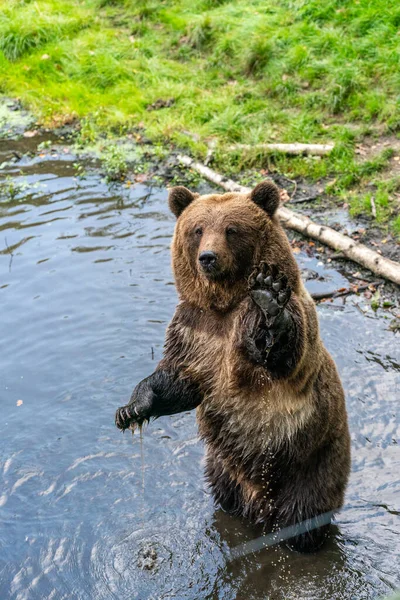 Pionowe Ujęcie Niedźwiedzia Brunatnego Stojącego Tylnych Nogach Jeziora — Zdjęcie stockowe