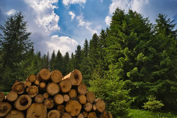 Grön Skog Med Täta Granar Och Klippta Trädstammar Molnig Himmel — Stockfoto