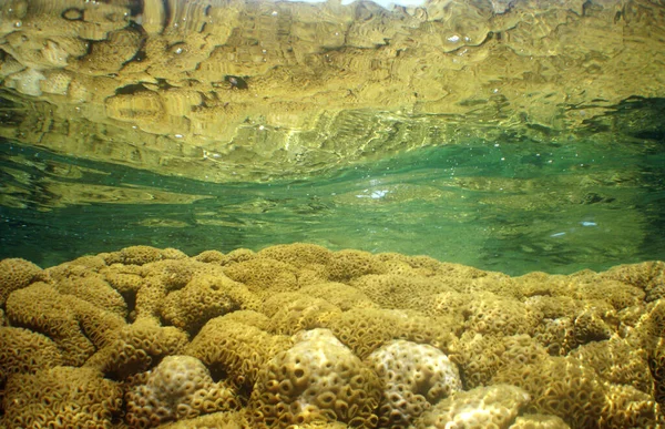 Una Natura Meravigliosa Sott Acqua Con Coralli — Foto Stock