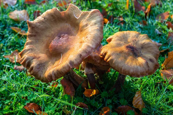 Närbild Bild Växande Royoporus Badius Svamp — Stockfoto